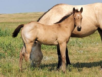 Triton Bartender JW <BR>AQHA 6371301